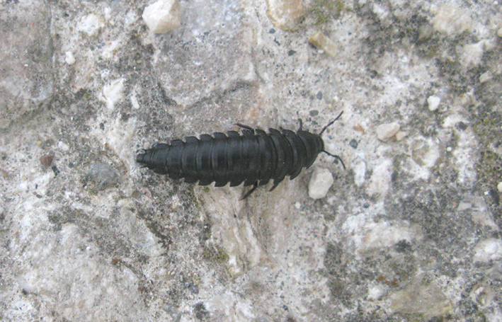 Larva di Sylphidae